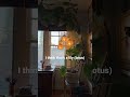 It’s a vintage Hollywood Regency lotus lamp and we thrifted it