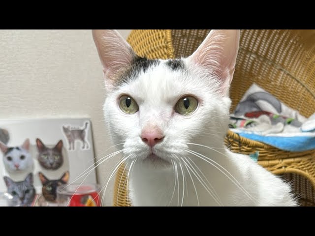 ネッチ【公式】 on X: 