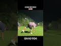 골프는 나만 믿고 쳐야한다 #golf #골프