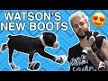 MY PUPPY TRIES SHOES FOR THE FIRST TIME! *CUTE*