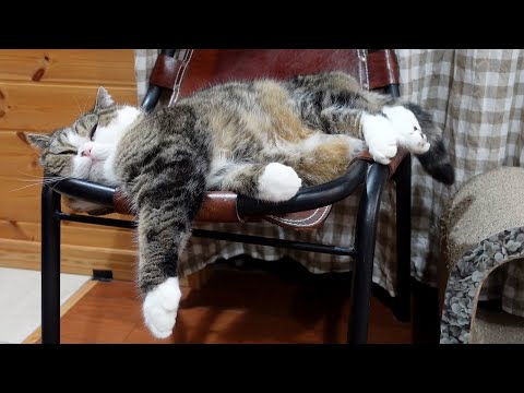 夜の寛ぎ時間なねこ。-Cat's relaxing time at night.-