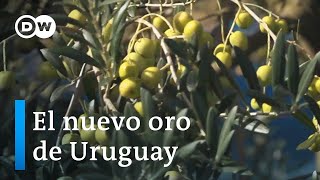El nuevo oro de Uruguay | Sabor Saber DW screenshot 5