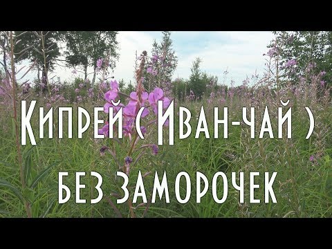 Иван чай ( кипрей ) как приготовить без заморочек. Сбор и дегустация [ 4K] 🌺🌺🌺