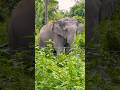 Wild Elephant #manasnationalpark #viralvideo #wildlife #elephant #farming #farm #shorts #reels