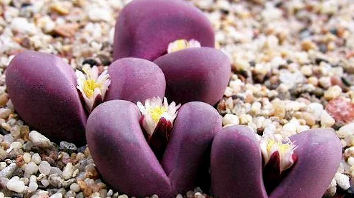 Top 10 Most Strangest Plants In The World || Pastimers