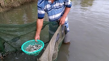 Kéo cá linh mùa nước lũ miền tây