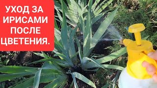 УХОД ЗА ИРИСАМИ ПОСЛЕ ЦВЕТЕНИЯ. УБИРАЕМ ОТЦВЕТШИЕ ЦВЕТОНОСЫ И ПРОВОДИМ ПРОФИЛАКТИКУ ОТ БОЛЕЗНЕЙ.