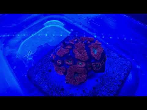 Vermetid Snails Coral Dip