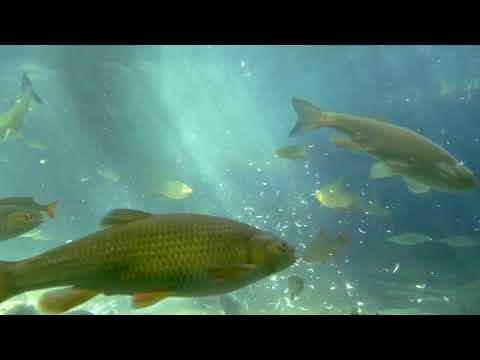 Video thumbnail for Getting Started in Fly Fishing for Under a Hundred Quid