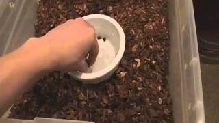 So You Want A Reptile! -Classy Herps