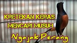 Kretekan Keras Murai 🔴 Memancing Emosi Murai Batu Agar Cepat Bongkar Materi