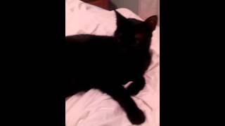 How to tell a true bombay cat