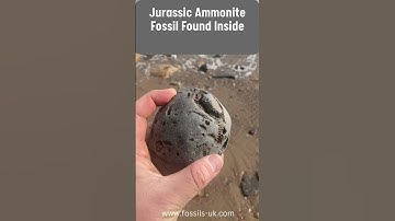 Fossil Hunter Finds Ammonite in Pebble #fossils #fossil #fossilhunting #jurassic #shorts