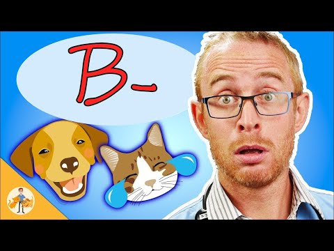 Video: Fråga A Vet: Är det bättre att ha mer än en hund?