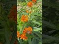 Bees all over our Butterfly Milkweed Plants -#tnnursery #monarchs #milkweed #nativeperennials