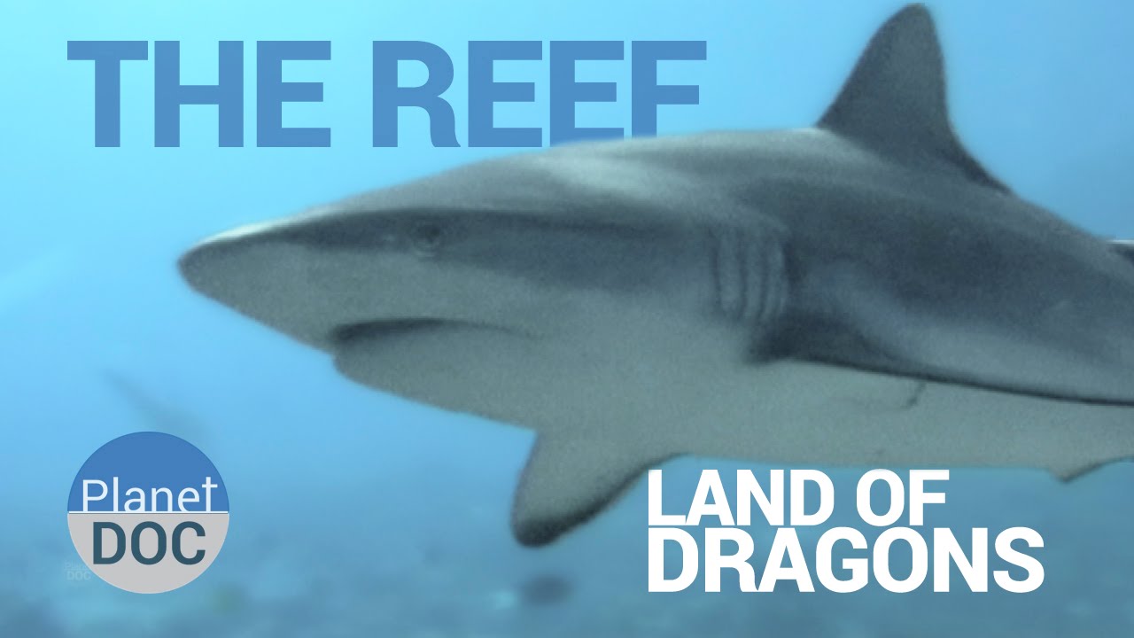 Documentary backdrop image for The Reef. Land of Dragons (2014)