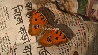 Peacock Pansy butterflies (Junonia almana) sitting on newspaper - Winter Season  - 01/07/2026