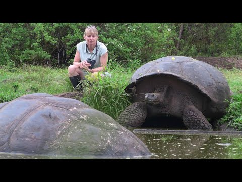 Video: Mai rùa. Cấu trúc mai rùa