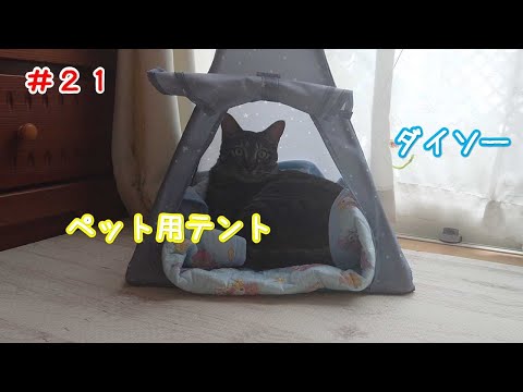 【保護猫】キジトラ るいくん♂ #２１　新居　ダイソー　ペット用テント