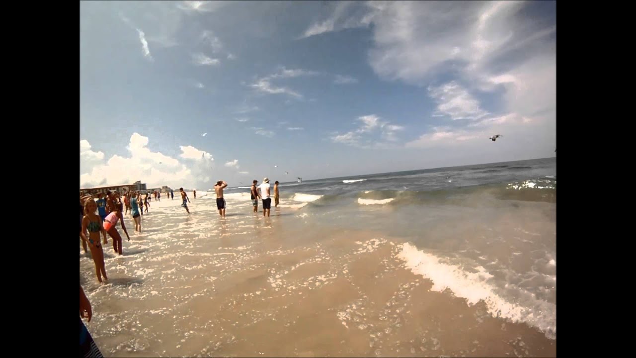 New Smyrna Beach Feeding Frenzy Sharks Youtube