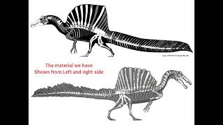 Spinosaurus aegyptiacus and Spinosaurus mirabilis and their remains