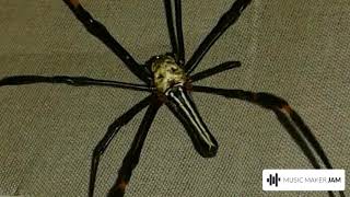 Spider psytrance original mix