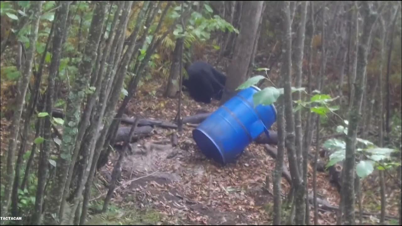 Mn bear hunting 2022 YouTube