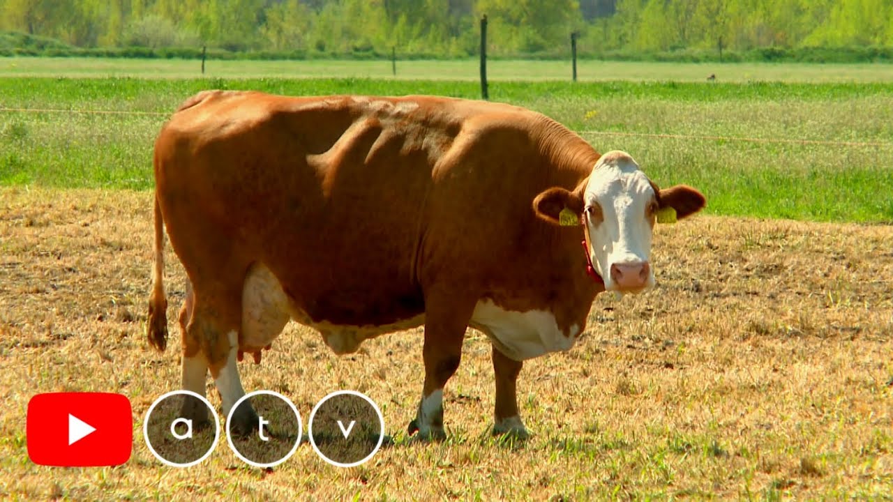 Dunaharaszti kincsei