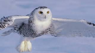 Her Majesty  female Snowy Owl