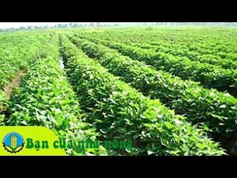 Video: Thời Gian Thu Hoạch Cây Trồng Lấy Củ