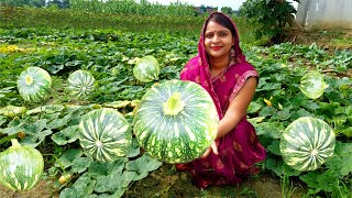 बिना आलू बिना मैदा के कोहड़े से बनाये इतना हेल्दी और टेस्टी नास्ता कि बच्चे क्या बड़े भी मांग-2 खाएँगे