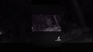 credits to @aivisionmm on tiktok and gore warning