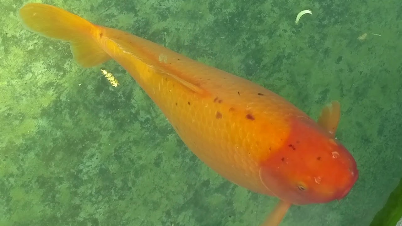 Gothenburg Botanical Garden fine fish in water
