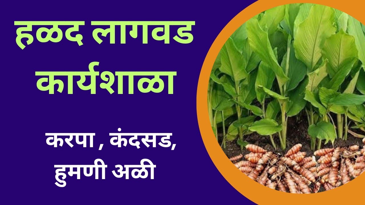 हळद करपा, हुमणी अळी व कंदकुज का येतो ll