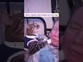 #shorts #cat #youtubeshorts #funny #cute #kitten #viralvideo #trending #pets #lol #fyp #foryou