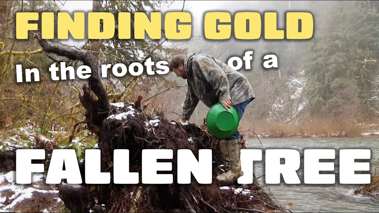 Скрытое сокровище в корнях упавших деревьев! Эпический удар Тома Масси в Орегоне и профессиональн...