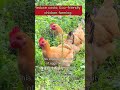 A cost-reducing ecological chicken farming method