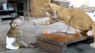 Oh God!! Adorable Monkey Donal Angry Kitty Cat Slap Him