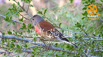 ما تيسر من سورة النمل  من الآية (15) إلي الآية (44) بصوت عزب #قرآن_كريم #دعاء #قرآن #قران #قران_كريم