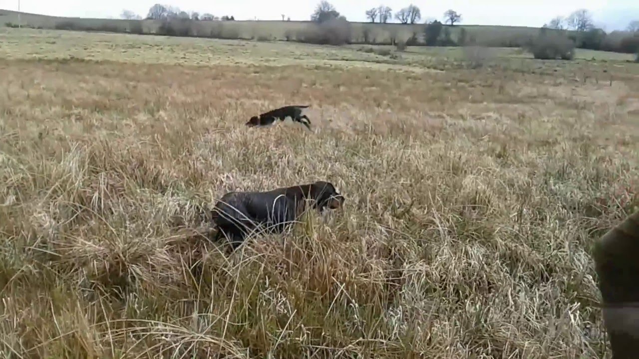 Setters gordon sur becassines