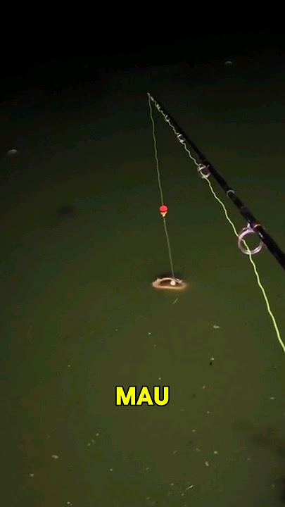 MEMANCING IKAN YANG SANGAT MANDIRI #fishing #mancing #ajokoyen
