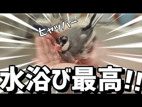 【文鳥】なかなか見ることのできないお手手の上で水浴びをするゴマさん