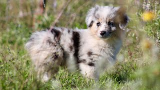 Christmas Auggies!! Corgi X Mini Aussie