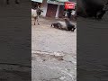 Rajasthan :Bull Saves Another from High Voltage Electric Wire|| Ummat Times