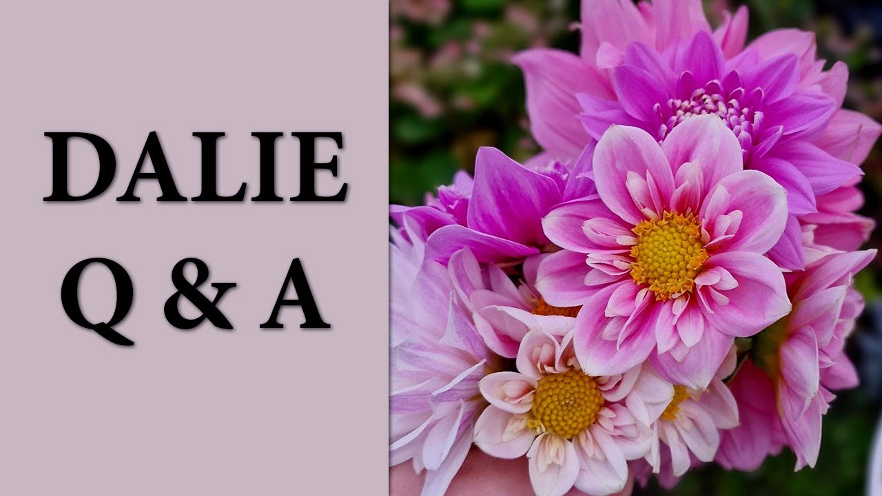 DALIA LEAF GALL objawy ⚠️❗/ Czy dalie mogą zmienić kolor / Czy warto uprawiać dalie w doniczkach🌺🤔