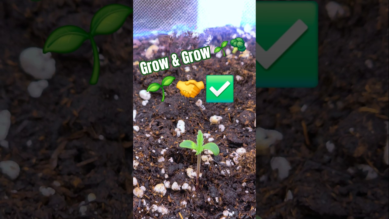 New Run | Amnesia , Gorilla & Zkittlez 🌱 Grow & Grow | 