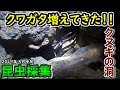 【カブトムシ・クワガタ】クワガタ増えてきた！【昆虫採集】