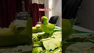 #maintota #kahaniya #videoforkids #gaane #balgeet #rhyme #hindibalgeet #banglarhyme #poems #kavita