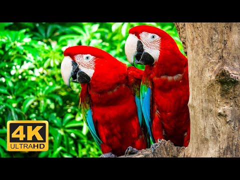 THE World's Greatest Birds HD 4K ULTRA - Relaxing Music And Nature 4K TV