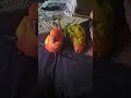 exotic bird #sunconier #love #shorts #viral